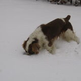 De winter van 2005. Heerlijk snuffelen.