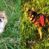 Balou en Lotus.