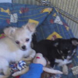 Diego en Shady samen in hun mandje!