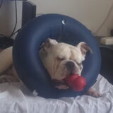 Foto van Desiree
