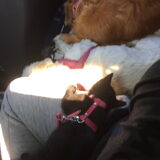Foto van Sigrid, Sandy, Diva & Nala