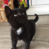 Foto van Sigrid, Sandy, Diva & Nala