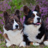 Foto van Nathalie, Harley & Mr. Deeks