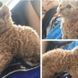 Foto van Nori met Chewy, Ayla, Leiah & Mace