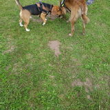 Foto van Dutchshepherdteam