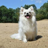 Foto van Dutchshepherdteam
