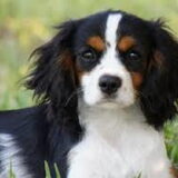 Foto van Dutchshepherdteam