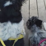 Foto van Angelique; Bruno, Charlie & Fenna