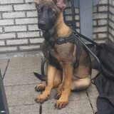 Foto van Rosanja