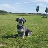 Foto van Desiree