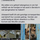 Ik ben een actie gestart voor de asiel honden in Benidorm en zou dat…