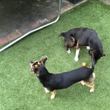 Roos en Sammie samen