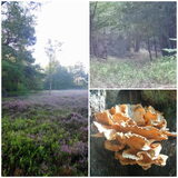 Foto van Ciska en Spanjaardje Moh (Bambi r.i.p.)