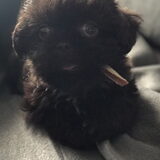 Foto van Nina