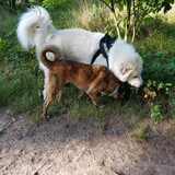 Foto van Dutchshepherdteam