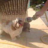 Foto van Cai de shih tzu