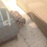 Foto van Cai de shih tzu