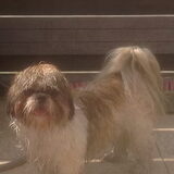 Foto van Cai de shih tzu