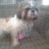 Foto van Cai de shih tzu