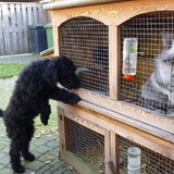 hier wonen mijn konijnen-en cavia vriendjes