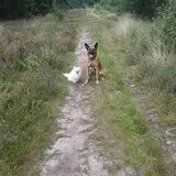 Foto van Dutchshepherdteam