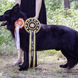 Foto van Onyx, Anna, Elsa, Mazikeen, Momo en Schatzi