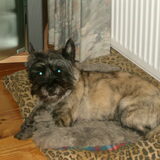 Dit is onze cairn Chelsea.