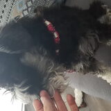 Foto van Silla en Bo & Yunah