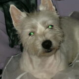 Dit is onze lieve schat Iggy, ze is er helaas niet meer.