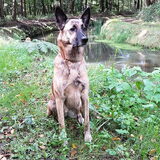 Foto van Dutchshepherdteam