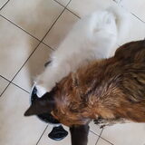 Foto van Dutchshepherdteam