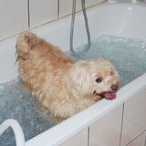 Flokky zijn maandelijks bubbelbadje waar hij dol op was ...Hij had soms…