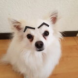 Foto van Dutchshepherdteam