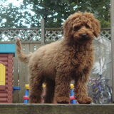 zo een lieve hond, geen woorden voor, hij is echt uniek, ik mis hem!