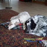 Dit zijn Nora en Robin onze twee Engelse setters. Nora is 8 maanden en…