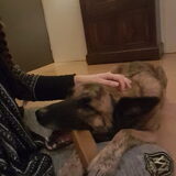 Foto van Dutchshepherdteam