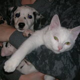 Help, ik zit vast met die rare witte wezens...