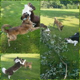 Foto van Dutchshepherdteam