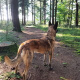 Foto van Dutchshepherdteam