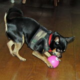 Balou spelend met de bal.