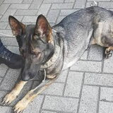 Foto van Baloe
