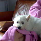 Zoals je hier ziet, lag onze Iggy graag bij ons op schoot.