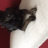 Foto van anja met Bobby(r.i.p. 25-9-25)