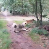 Foto van Dutchshepherdteam
