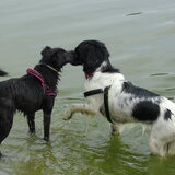Foto van Sandra, Ozzie (overleden) Iris en Zoë