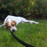 Foto van Bert
