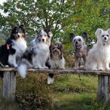 Eevee, Abby, Grant, Glacee & Elphaba - Sep. 2017