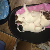 Foto van ezra
