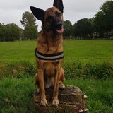 Foto van Dutchshepherdteam