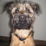 Boef,01-02-2010